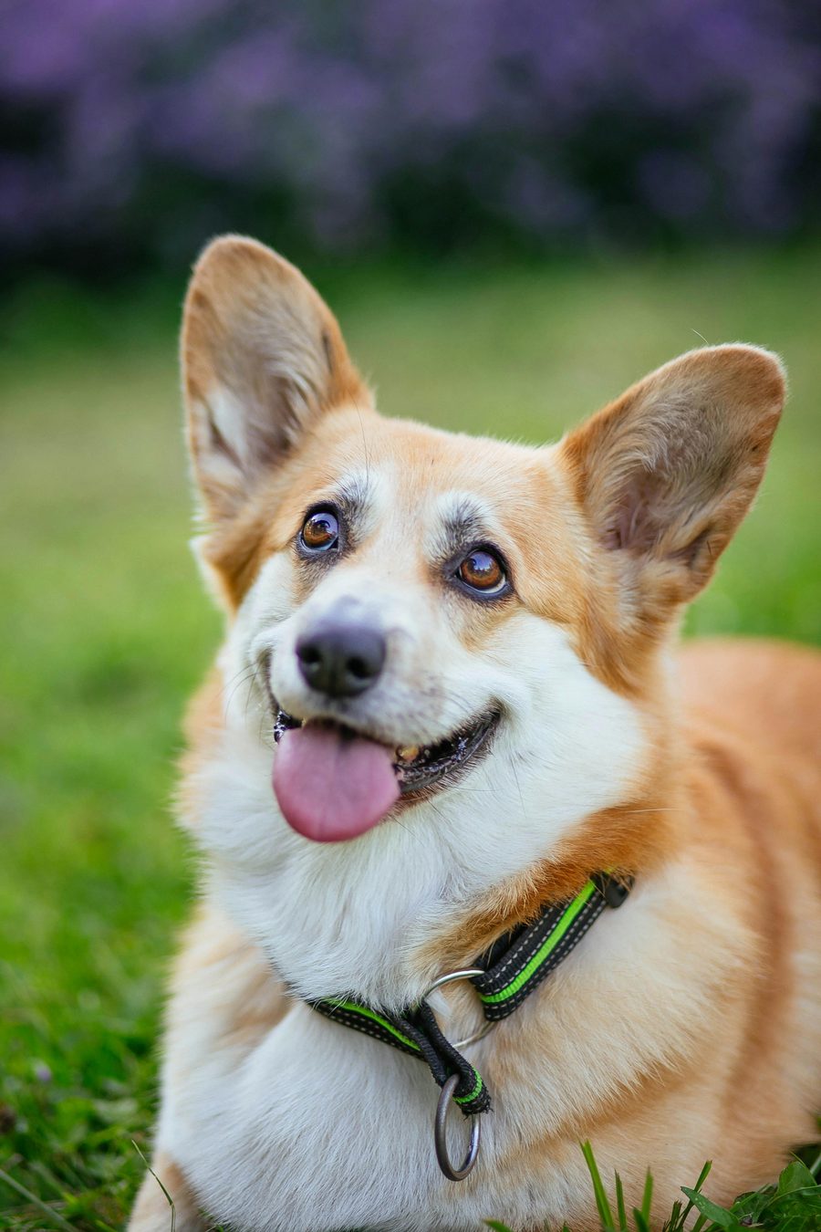 Chó Corgi khoẻ mạnh